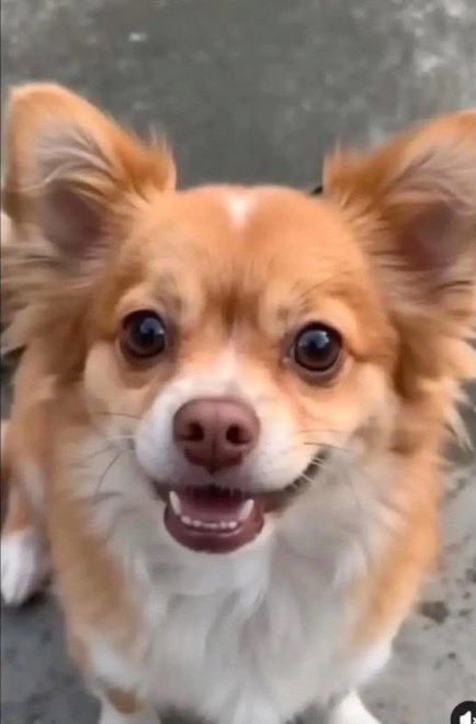 doglove39's tweet photo. 名前は旺旺(わんわん)。
可愛くて優しい偉大なお母さんでした。
忘れないでください

#犬
#犬好き
#動物
#犬好きさんと繋がりたい https://t.co/KhaolfTtBQ