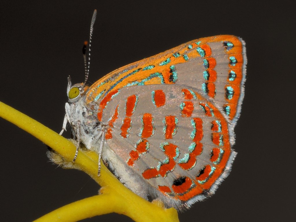 Butterflyofday's tweet photo. butterfly of the day: fiery jewel
(hypochrysops ignitus erythrina)

> first discovered: species named by leach in 1814

> found in: coastal and near-coastal australia and s. new guinea; erythrina is n. western australia and the northern territory https://t.co/qE3aZmjQBN