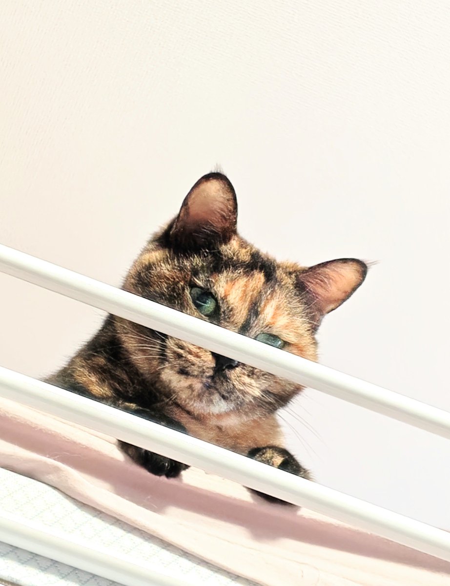 Ionlytrustcats's tweet photo. 久しぶりに家でダラダラ。
ソファ→ベット、ベット→ソファと私が場所を変えるたびに猫様も付いて来てくれるのしあわせ。#サビ猫はいいぞ #猫のいる暮らし #猫かわいいね https://t.co/4BceiPWaP9
