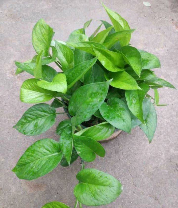 emmajasonal7var's tweet photo. Pro tip for your pothos! Place it near a bright window (no direct sun) and water when the top 2 inches of soil feel dry. It’ll thrive u0026 purify your space—easy peasy! https://t.co/VQXfT889z6