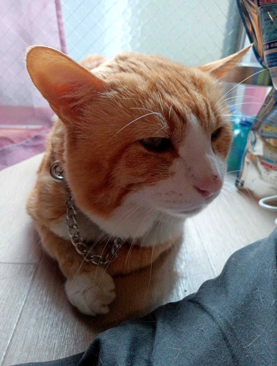 yozfuga's tweet photo. おじいちゃん
#猫 https://t.co/Mncl3T25jw