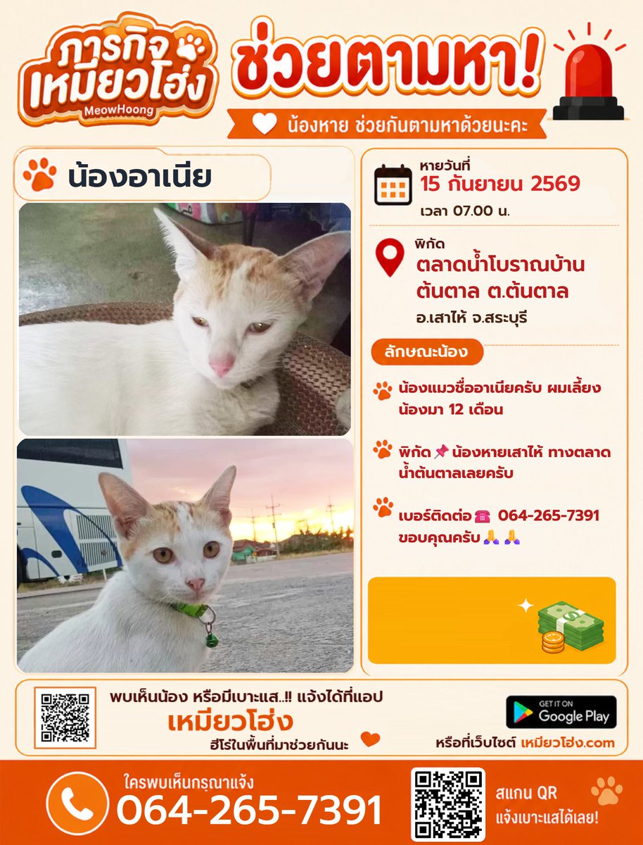 MeowHoongTH's tweet photo. ตามหาแมว "น้องอาเนีย" (ใส่ปลอกคอสีเขียว มีกระดิ่ง)
📍 พิกัด: ตลาดน้ำโบราณบ้านต้นตาล อ.เสาไห้ จ.สระบุรี (หาย 15 ก.ย. 69)

⚠️ จุดสังเกต: ปลอกคอเขียว+กระดิ่ง, เลี้ยงมา 12 เดือน

📞 064-265-7391
🌐 https://t.co/dnWyKxIrYv

#แมวหายสระบุรี #สระบุรี #เหมียวโฮ่ง https://t.co/28bqIqm7sJ