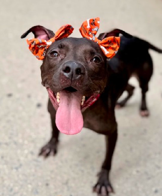 magalys_rios's tweet photo. #Foster #ADOPT #Pledge
Sweet #SnuggleBug #264789
Emaciated 2 yr old 32 lbs stray girl
NYCACC Manhattan 1️⃣3️⃣ days
DESERVES ❤️🏡
Bio ⬇️
https://t.co/2z7JONF18c
DM @notthesameone2🛟 https://t.co/Bv19Vdjo4n
