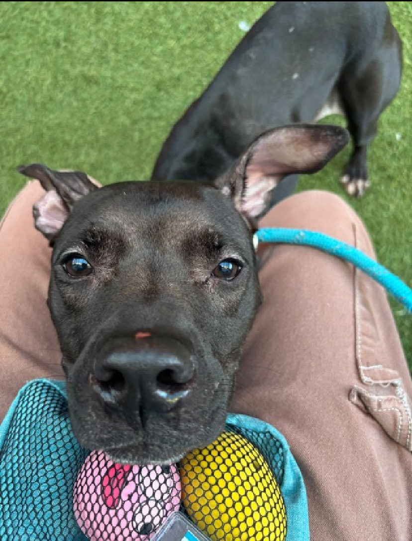 magalys_rios's tweet photo. #Foster #ADOPT #Pledge
Sweet #SnuggleBug #264789
Emaciated 2 yr old 32 lbs stray girl
NYCACC Manhattan 1️⃣3️⃣ days
DESERVES ❤️🏡
Bio ⬇️
https://t.co/2z7JONF18c
DM @notthesameone2🛟 https://t.co/Bv19Vdjo4n