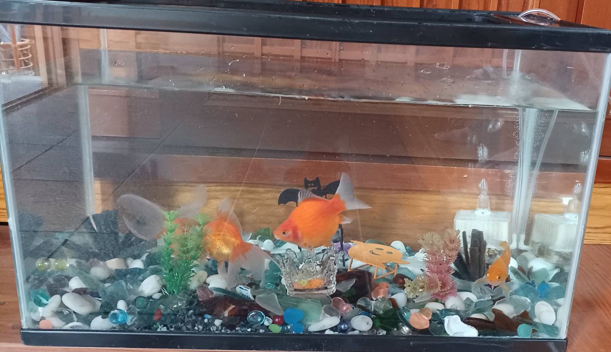 pochiham_1's tweet photo. そういえば学校では生き物係やってるんだよ！って娘が教えてくれた。

え？知らんかった😂
今日は朝から娘と一緒に金魚の水槽をお掃除。
キレイになった水槽に金魚を入れてあげる娘を見て、こういう時間も大事にしたいなって思った。

子どもとの会話や一緒に過ごす時間を大切にしたい。そう思って始めた副業。
毎日もっと作業しなきゃって焦る日もあるけど、やっぱり子どもとの時間は削りたくない。

家族との時間を削るんじゃなくてスキマ時間を使ってコツコツ進める。そんな副業スタイルを目指してる。