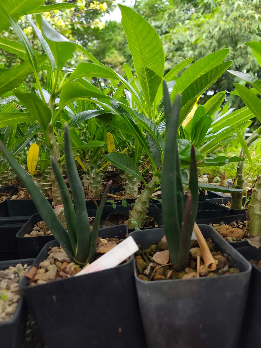 varuthseed's tweet photo. เรามีต้นกล้า Aloe suzannae ไม้เพาะเมล็ด จำหน่ายในราคาตัวละ 500 บาทค่าส่งฟรี
 Aloe suzannae ถูกจัดจำแนกใหม่ในชื่อ Aloestrela suzannae) เป็นพืชอวบน้ำตระกูลอโล (ว่านหางจระเข้) ขนาดใหญ่ชนิดต้นเดี่ยวที่มีความหายากและใกล้สูญพันธุ์ขั้นวิกฤต
​ถิ่นกำเนิด: เป็นพืชถิ่นเดียว (Endemic) ทาง https://t.co/wYsBfDyNbB