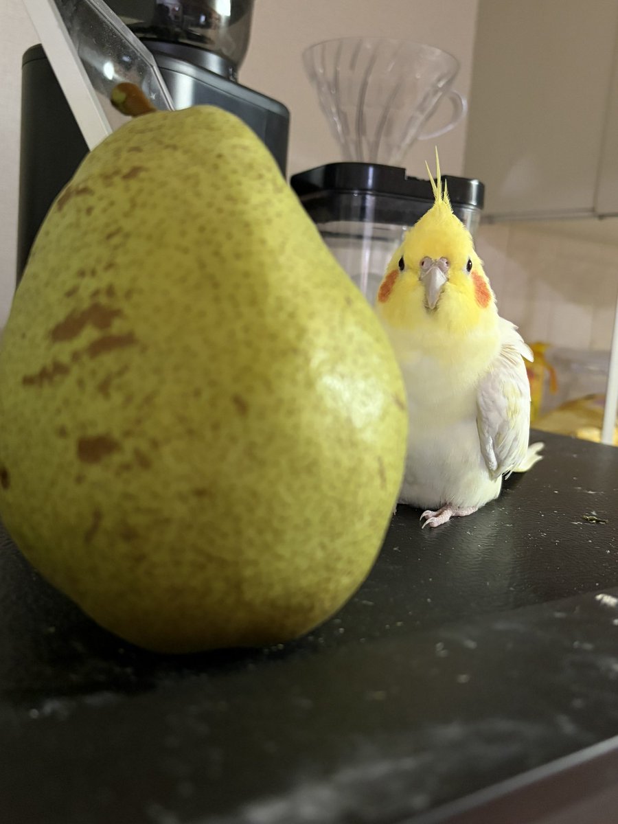 csyren1115's tweet photo. 洋梨が2つ🍐 https://t.co/G17Qlb898P