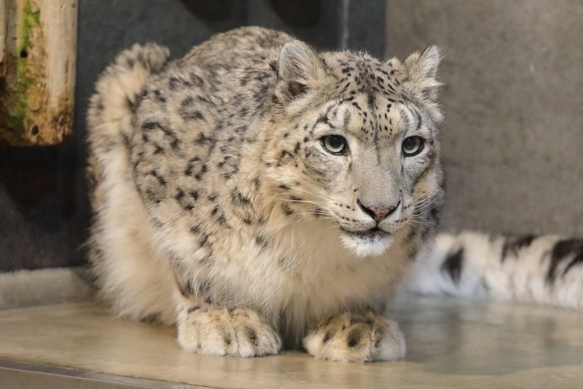 taka03030306's tweet photo. 香箱座りしているジーマ🐈
📷2025/12
#いしかわ動物園　#ユキヒョウ　#ジーマ https://t.co/8aUtyzcfC9