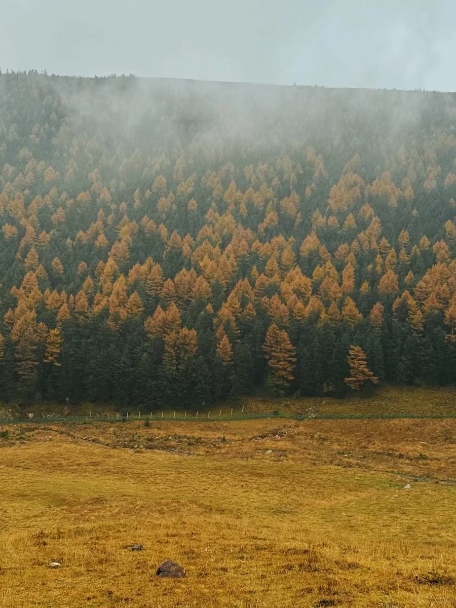ShanxiTimes's tweet photo. 【 #OneShanxiADay 】Pine forests, meadows, streams, mist after the rain, gold under a clear sky 🌲🌾💧🌫️✨🐑
📍 Luya Mountain, Xinzhou, Shanxi https://t.co/pLL5UEpIuh
