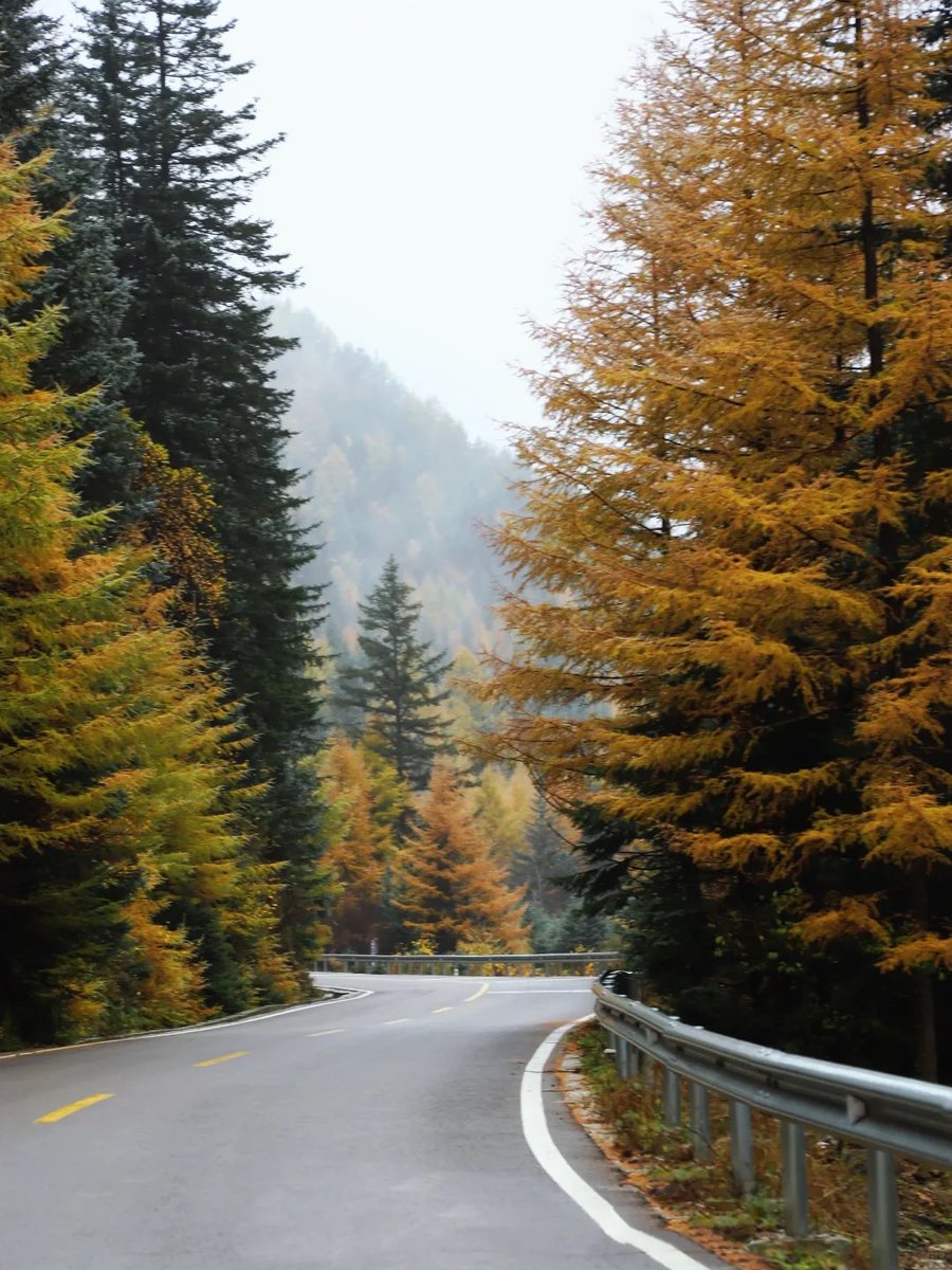 ShanxiTimes's tweet photo. 【 #OneShanxiADay 】Pine forests, meadows, streams, mist after the rain, gold under a clear sky 🌲🌾💧🌫️✨🐑
📍 Luya Mountain, Xinzhou, Shanxi https://t.co/pLL5UEpIuh