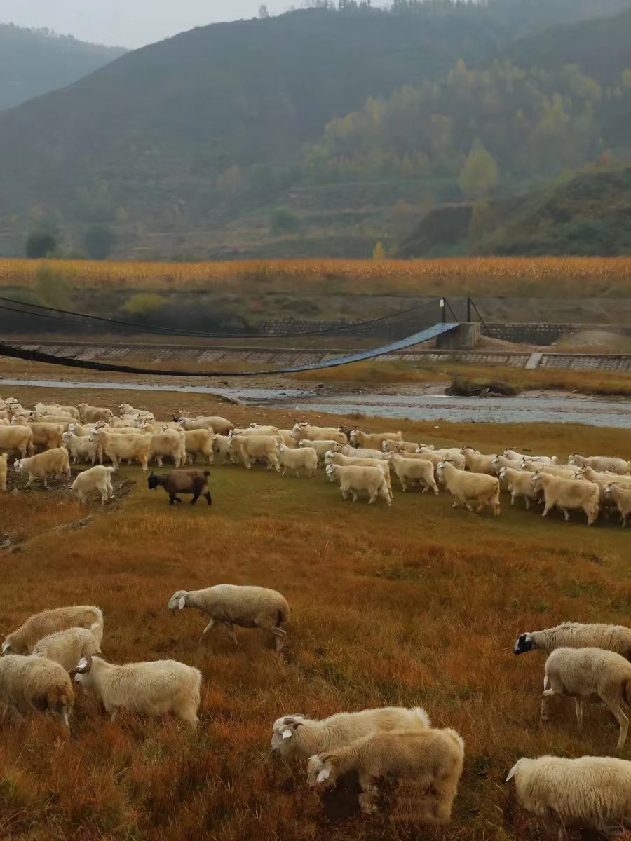 ShanxiTimes's tweet photo. 【 #OneShanxiADay 】Pine forests, meadows, streams, mist after the rain, gold under a clear sky 🌲🌾💧🌫️✨🐑
📍 Luya Mountain, Xinzhou, Shanxi https://t.co/pLL5UEpIuh
