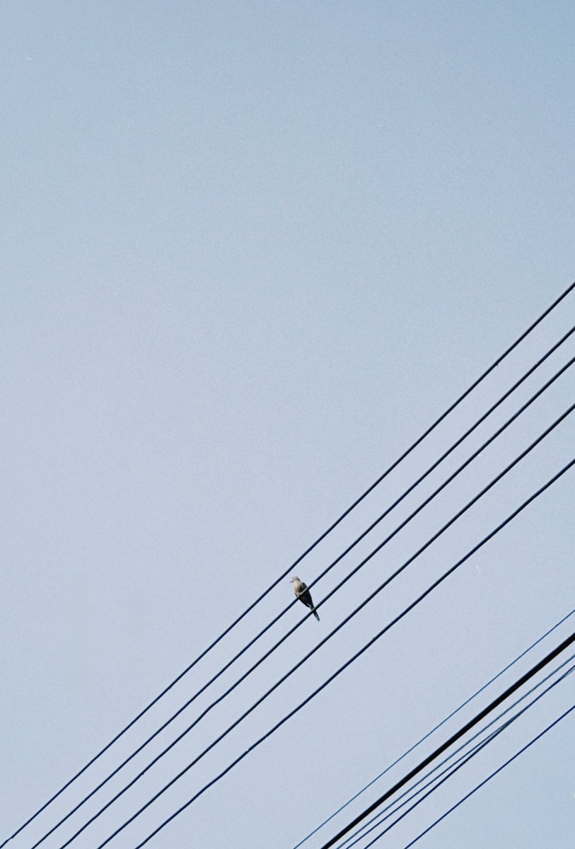 minimail3oon's tweet photo. สวัสดีวันจันทร์ 🕊️ https://t.co/cDMVtxd2Zc
