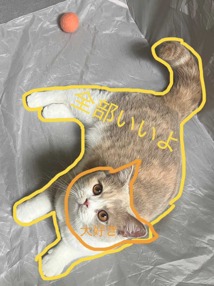 nekonomeiji's tweet photo. ナナナちゃんお触りマップ

※口周りは大好きだけど、だんだんカミカミペロペロ甘噛みしたくニャるらしー https://t.co/KvLwmnZCZd