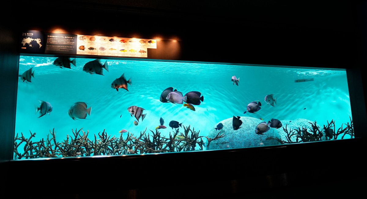 KasaiSuizokuen's tweet photo. 【お知らせ】
「カリブ海」水槽を一時閉鎖し、展示種を入れ替えます。

現在建設中の新しい水族園の展示種の飼育に取り組むため、2026年10月15日（木）～29日（木）の期間「カリブ海」水槽を閉鎖します。
再開後は南西諸島周辺の魚類を中心に展示する予定です。

くわしくは→https://t.co/wUgh512XmK https://t.co/uH3dSLbIXY