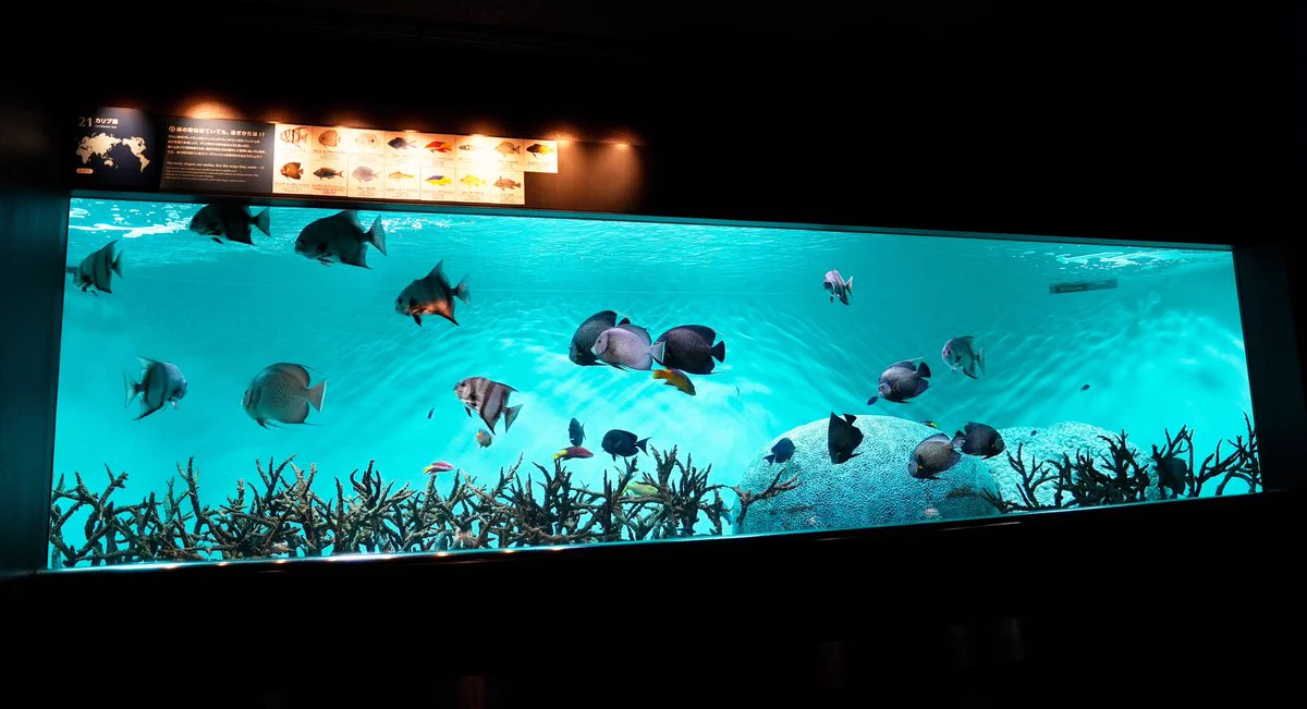 葛西臨海水族園［公式］ on X: 