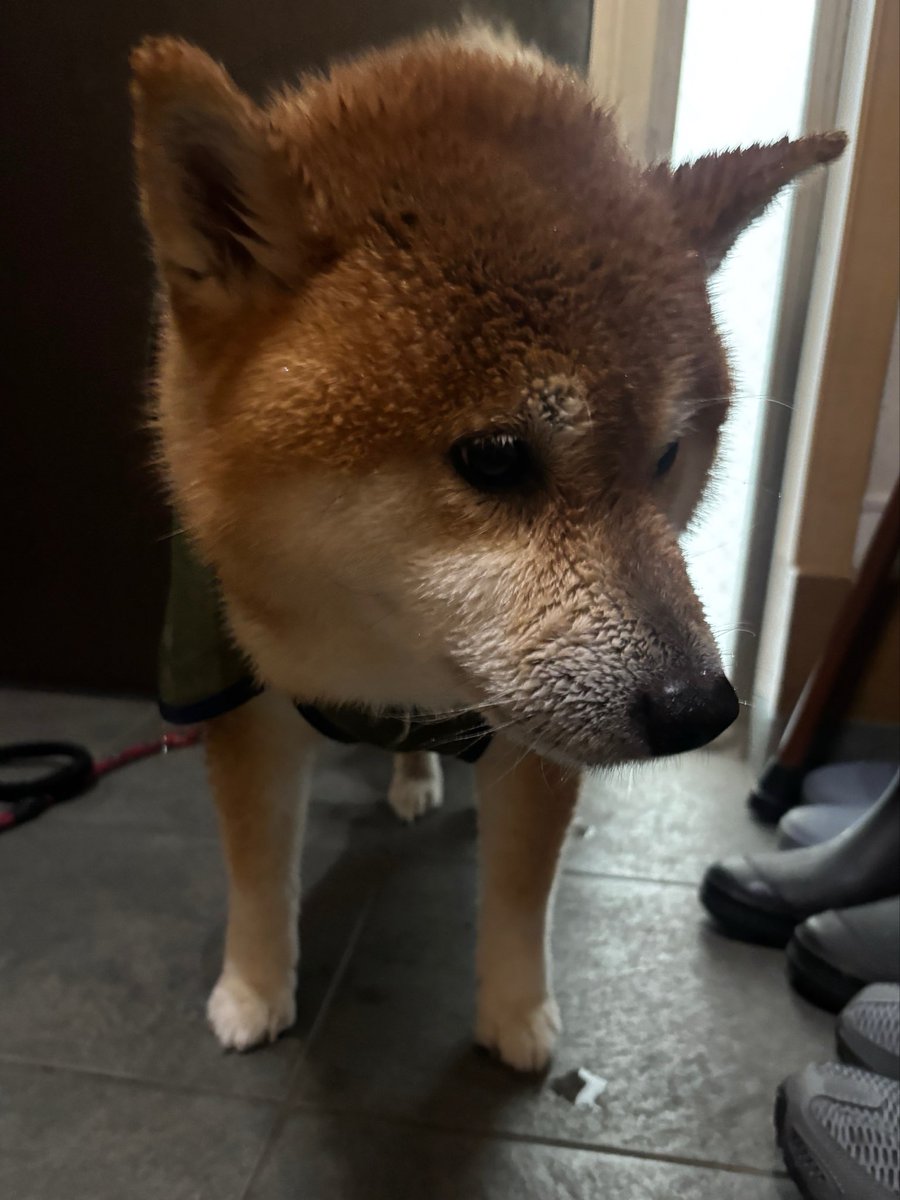 kotaro_chang's tweet photo. 朝散歩を頑張った犬でも見てください https://t.co/QjbSxoBNyC
