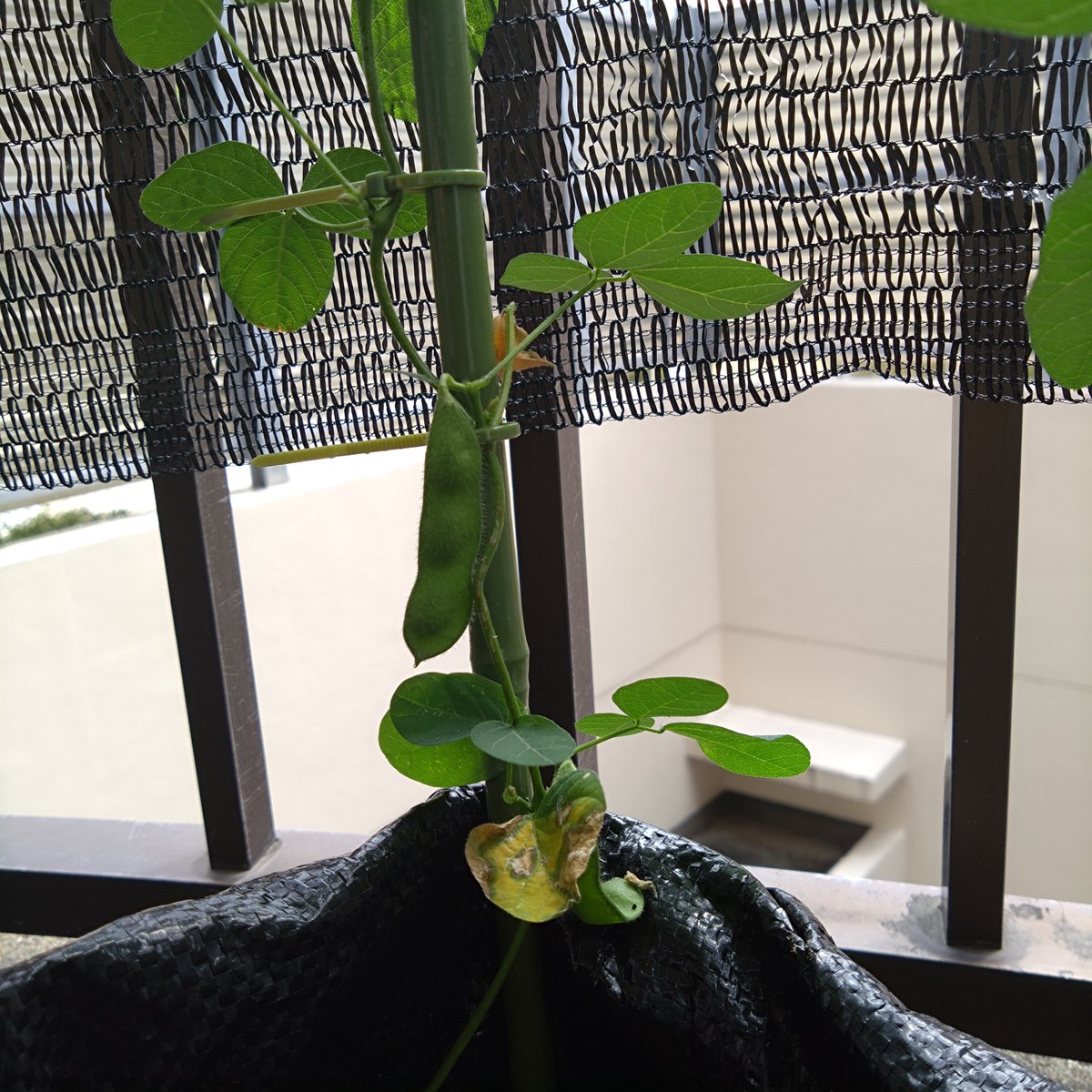 takemasann's tweet photo. ベランダ園芸  野菜編

人参🥕
葉っぱがもりもりで土が見えにくくなってきた！それぞれの間隔が狭いのもあるだろうけど育ってる実感がある。収穫が楽しみ！

枝豆🫛
収穫15個
念願の3粒入りが発見！粒の大きさが小さいのでちょっと満足感が低いから来年やるなら大粒のものにしてみたい。今年のを種にして残しておいて比較するのもいいかも

ブロッコリー
新しい葉っぱは出てきてるけど古いのが弱ってきてるなら念の為に新しく種まきした。とはいえ、スペース的には二株育てるのが限界だと思う。生き残って🙏

小松菜
順調に大きくなっていて成長スピードに満足感が高い！このまま育てば結構とれそうだし、あわよくば10月に違う種をまけるのではないかと期待している。

じゃがいも🥔
やっと目が出てきたから残しておいた土を追加して目を隠してしまった。じゃがいもは種芋より上に新しい実ができるらしくあんまり浅く植えるのは良くないらしい。知らないことが多い。

 #ベランダ園芸
 #野菜
 #人参
 #枝豆
 #ブロッコリー
 #小松菜
 #じゃがいも