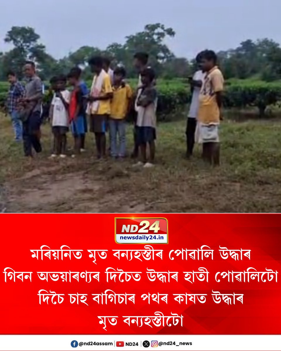 nd24_news's tweet photo. মৰ��য়নিত মৃ*ত বন্যহস্তীৰ পোৱালি উদ্ধাৰ। গিবন অভয়াৰণ্যৰ দিচৈত উদ্ধাৰ হাতী পোৱালিটো। দিচৈ চাহ বাগিচাৰ পথৰ কাষত উদ্ধাৰ মৃ*ত বন্যহস্তীটো। ঘটনাস্থলীত উপস্থিত বন বিভাগৰ লোক। জানিব পৰা হোৱা নাই হাতীটোৰ মৃ*ত্যুৰ কাৰণ।

#Mariani #Elephant https://t.co/oDbUF0BzC5