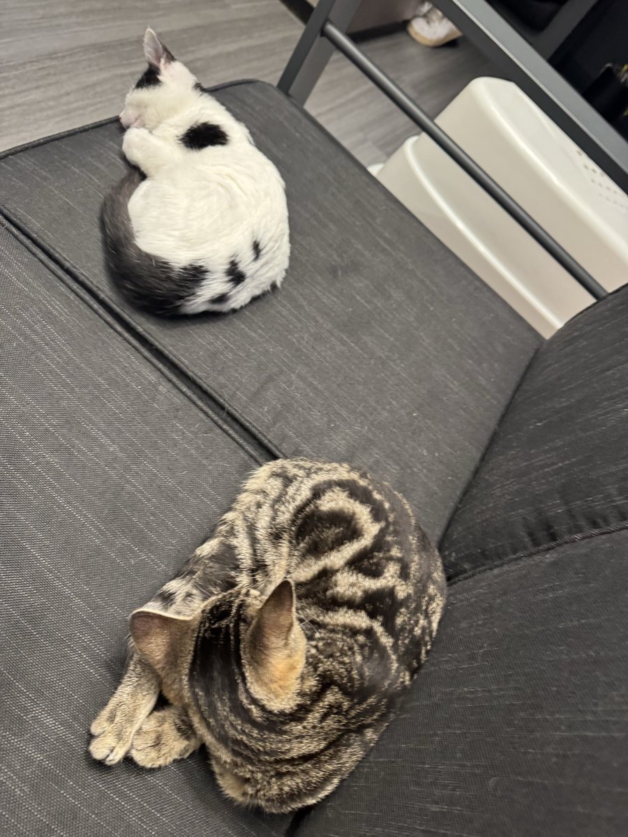 MaskedHottiee's tweet photo. I went to my first Covid Cautious event and had an amazing time at the cat cafe!!! Wow what a beautiful day! https://t.co/NDu6LKiotk
