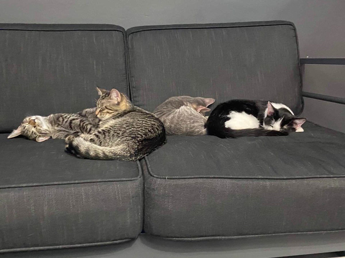 MaskedHottiee's tweet photo. I went to my first Covid Cautious event and had an amazing time at the cat cafe!!! Wow what a beautiful day! https://t.co/NDu6LKiotk
