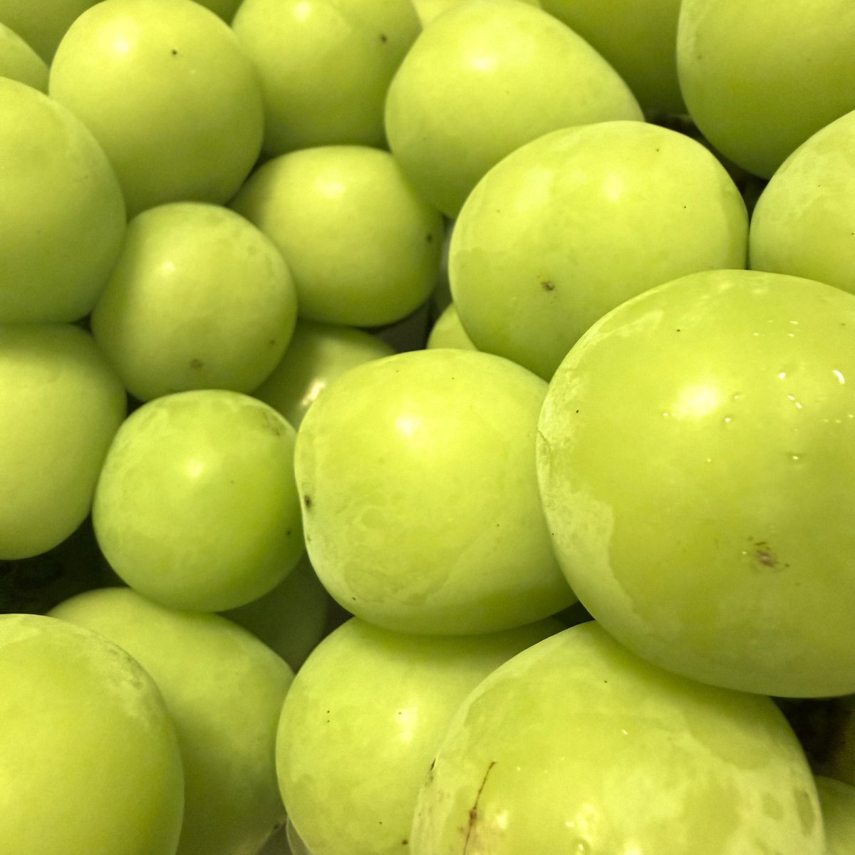 baiyon's tweet photo. Huge Shine Muscat Planets. 🪐 https://t.co/qJtELchA07