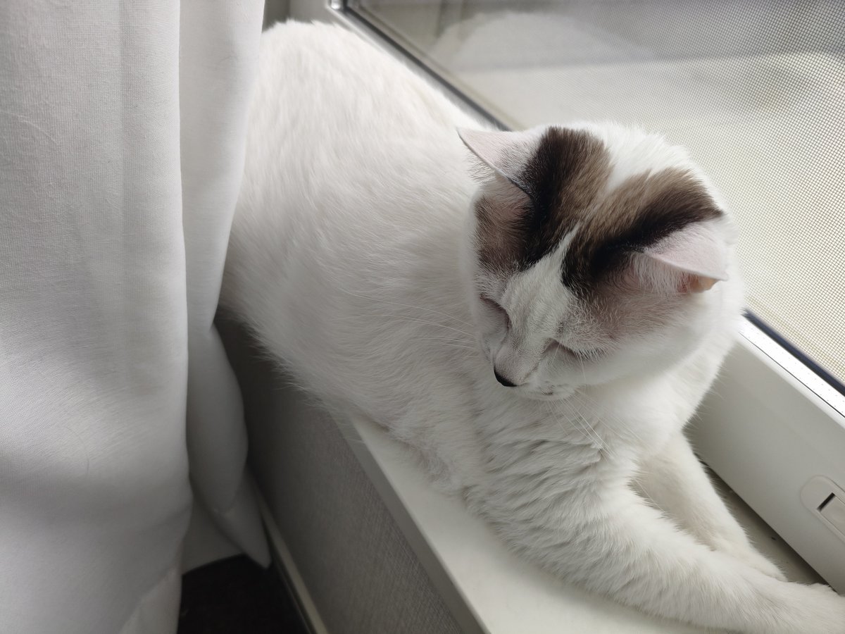 moja_skyline's tweet photo. 日向ぼっこの日 https://t.co/kgMsVmLZlC
