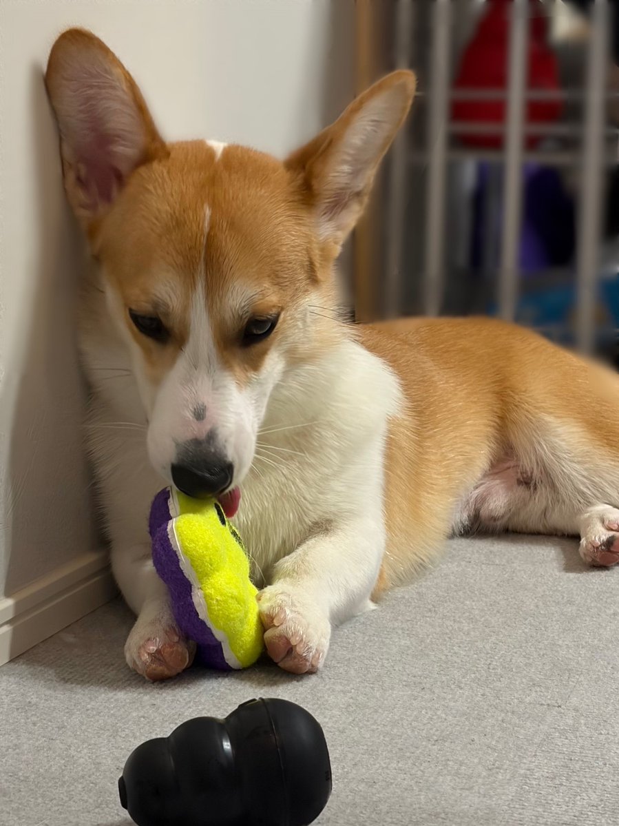 109corgi's tweet photo. 新しいおもちゃ貰った♪

#おもちゃは食べ物
#食べられないおもちゃはポイ
#この後すぐに没収されました https://t.co/knb7mKFl8w
