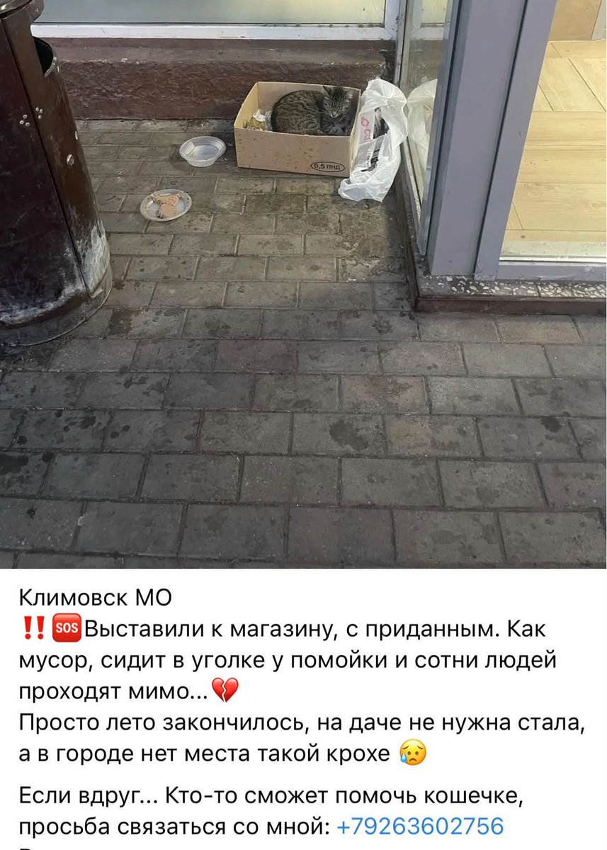 YarmarkaDobroty's tweet photo. 🆘🆘🆘🆘
МО. Климовск
Срочно нужна передержка или сразу дом!!!
Дачный сезон закончился и выкинутых животных стало ещё больше(((
Помогите ее спасти!
7 926 360-27-56 https://t.co/kYyKEPNUAv