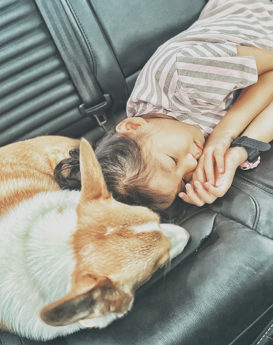 ListiawatiEnny's tweet photo. My sleepy pup curled up on my lap after a long walk—best way to end the day https://t.co/Cw7SLhYEQh