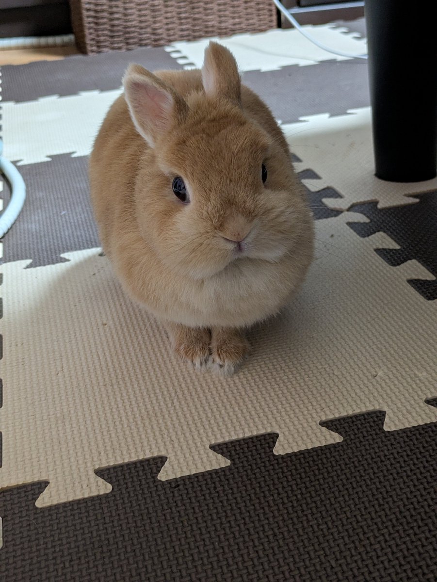 oninninninninni's tweet photo. 噛まれた https://t.co/ZGKRiLc3wl