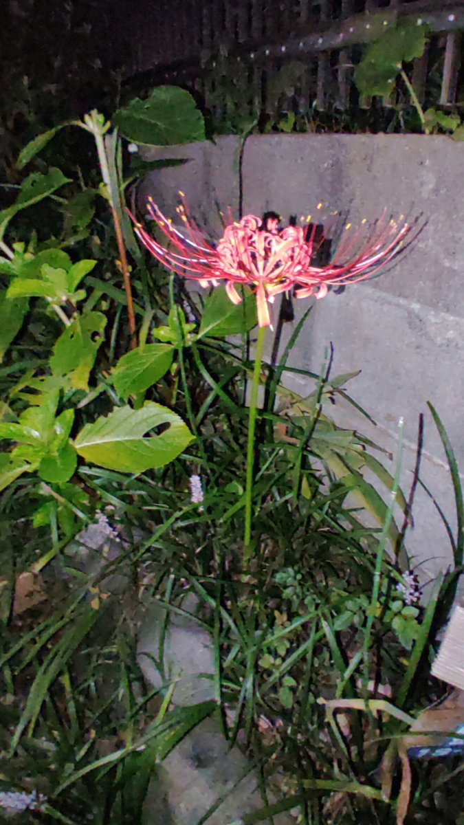 daquiny's tweet photo. 赤いのも咲いてる。

何時もは赤から先に咲くのに白から咲きました。
急遽植え替えなきゃならなかったから良かった…
空気読んだんだな✨ https://t.co/YALyzyNqSA