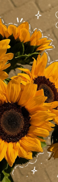 WOOBINZIP's tweet photo. ㅤㅤ╭ ┊⚠   
══• • Las flores amarillas son una moda bonita. Compré algunas para decorar mi sala estos días y tener inspiración para mis ilustraciones. ¿Por qué esperar a que lleguen solas si puedo ir por ellas? ¡Son bellísimas! https://t.co/zvgYcaMHDV