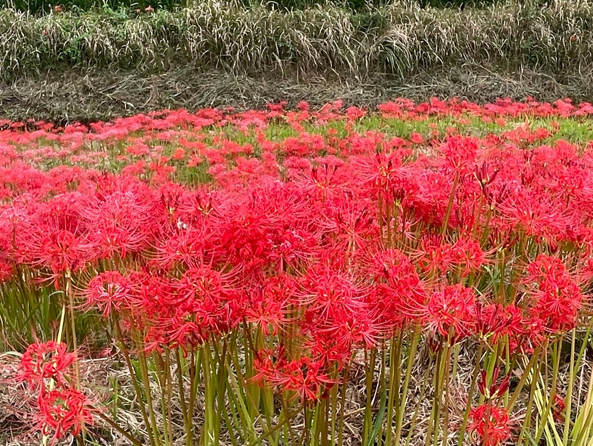 9191_1919's tweet photo. 昨日の彼岸花を反芻してる
(´・ω・`)ﾑｼｬﾑｼｬ

あんまお金ないからアレだけど、、2年に一度くらいのペースで彼岸花を見に行く旅をするけど、今回全くの偶然でテンション上がった https://t.co/wI20xs58Rc