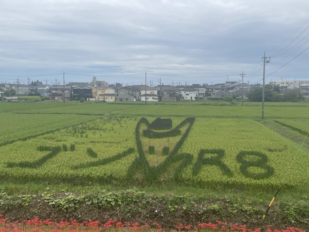 9191_1919's tweet photo. 昨日の彼岸花を反芻してる
(´・ω・`)ﾑｼｬﾑｼｬ

あんまお金ないからアレだけど、、2年に一度くらいのペースで彼岸花を見に行く旅をするけど、今回全くの偶然でテンション上がった https://t.co/wI20xs58Rc