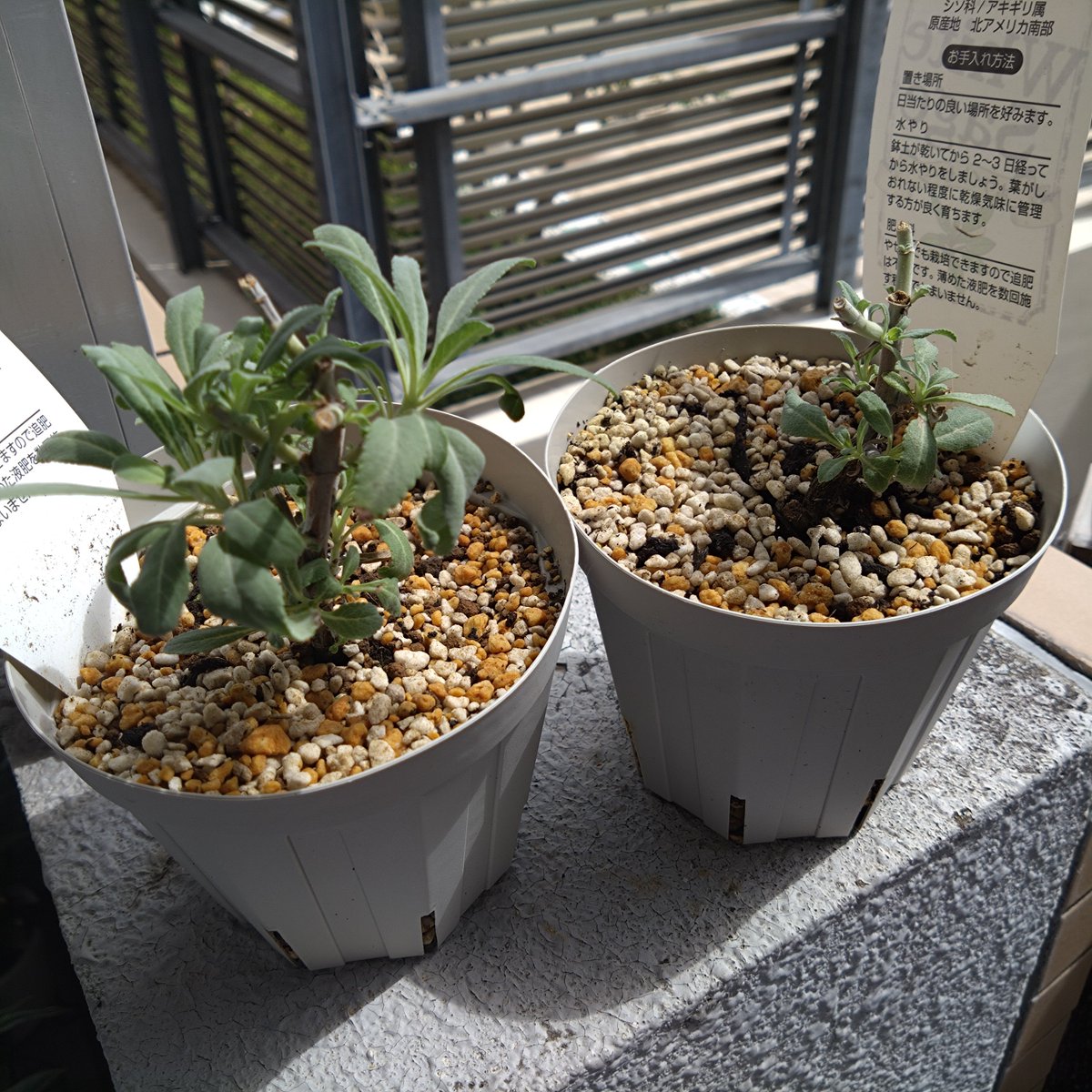 takemasann's tweet photo. ベランダ園芸   観葉植物編

クワズイモ
ついに元気な葉っぱが3枚になった！脇芽も含めると4枚！すくすく育ってくれて嬉しい。

ホワイトセージ
切り戻ししてしまったのでだいぶさっぱり。冬に向けて弱ってしまわないように水やりに気をつけよう！

ドラセナ(挿し木)
真ん中に新しい葉っぱが出てきた！定着してきた証拠だと思うので寒くなるまでの間外に出てもらうことにした。

パキラ(室内)
少し水やりを減らしたら古い葉っぱの色が変わってきたので急いで水をあげた。古い葉っぱはダメになってしまったけど、被害が最小限で防げていたらいいな。根腐れではないはず…。

トラディスカンティア
切り戻した枝からも新し新しい芽が出てきた！さすがの強さ！

トラディスカンティア(挿し木)
水も土も両方新しい芽が出てきた。何故か先端部分より途中の部分の方が復活が早い。先端部分は先端が伸びてくるから分かりにくいだけなのかもしれないけど違いが面白い。

ここのところ植え替えや挿し木することが増えているのは僕なりの冬支度です。観葉植物は暖かいところのものが多く冬に弱いと聞いたので数を増やして少しでも生き残ってくれの気持ちです。今なら寒くなるまでには定着してくれるだろうとの望みも込めて！

 #ベランダ園芸
 #観葉植物
 #クワズイモ
 #ホワイトセージ
 #ドラセナ
 #パキラ
 #トラディスカンティア