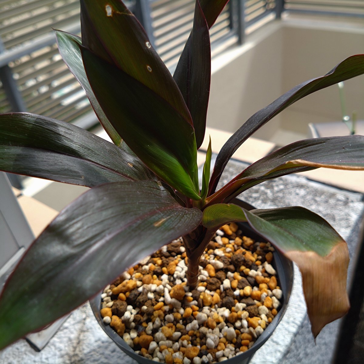 takemasann's tweet photo. ベランダ園芸   観葉植物編

クワズイモ
ついに元気な葉っぱが3枚になった！脇芽も含めると4枚！すくすく育ってくれて嬉しい。

ホワイトセージ
切り戻ししてしまったのでだいぶさっぱり。冬に向けて弱ってしまわないように水やりに気をつけよう！

ドラセナ(挿し木)
真ん中に新しい葉っぱが出てきた！定着してきた証拠だと思うので寒くなるまでの間外に出てもらうことにした。

パキラ(室内)
少し水やりを減らしたら古い葉っぱの色が変わってきたので急いで水をあげた。古い葉っぱはダメになってしまったけど、被害が最小限で防げていたらいいな。根腐れではないはず…。

トラディスカンティア
切り戻した枝からも新し新しい芽が出てきた！さすがの強さ！

トラディスカンティア(挿し木)
水も土も両方新しい芽が出てきた。何故か先端部分より途中の部分の方が復活が早い。先端部分は先端が伸びてくるから分かりにくいだけなのかもしれないけど違いが面白い。

ここのところ植え替えや挿し木することが増えているのは僕なりの冬支度です。観葉植物は暖かいところのものが多く冬に弱いと聞いたので数を増やして少しでも生き残ってくれの気持ちです。今なら寒くなるまでには定着してくれるだろうとの望みも込めて！

 #ベランダ園芸
 #観葉植物
 #クワズイモ
 #ホワイトセージ
 #ドラセナ
 #パキラ
 #トラディスカンティア