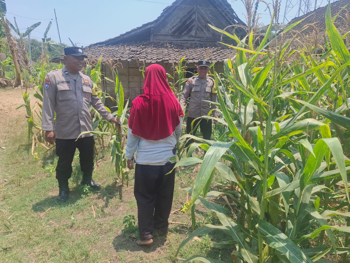 PadasPolsek's tweet photo. Bhabinkamtibmas Suruh Cek Pertanian Jagung, Dukung Ketahanan Pangan

Ngawi – Bhabinkamtibmas Desa Suruh, Aiptu Dindit Tri Irianto, melaksanakan pengecekan lahan pertanian jagung di Desa Suruh, Kecamatan Bringin, Kabupaten Ngawi. https://t.co/3n6Jru2U1U