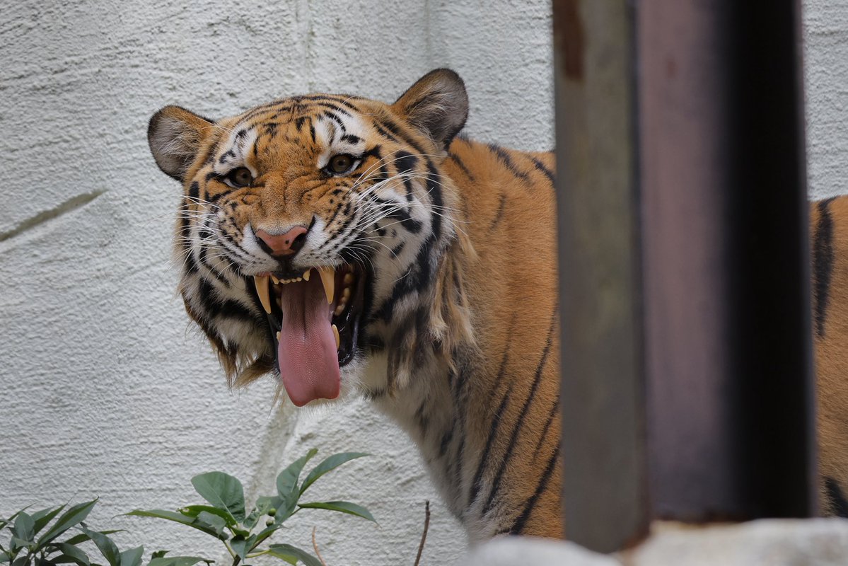MatuMatu0611's tweet photo. ヒューイのフレーメン
#福岡市動物園 
#アムールトラ
#ヒューイ https://t.co/Ss9XSBOVYn