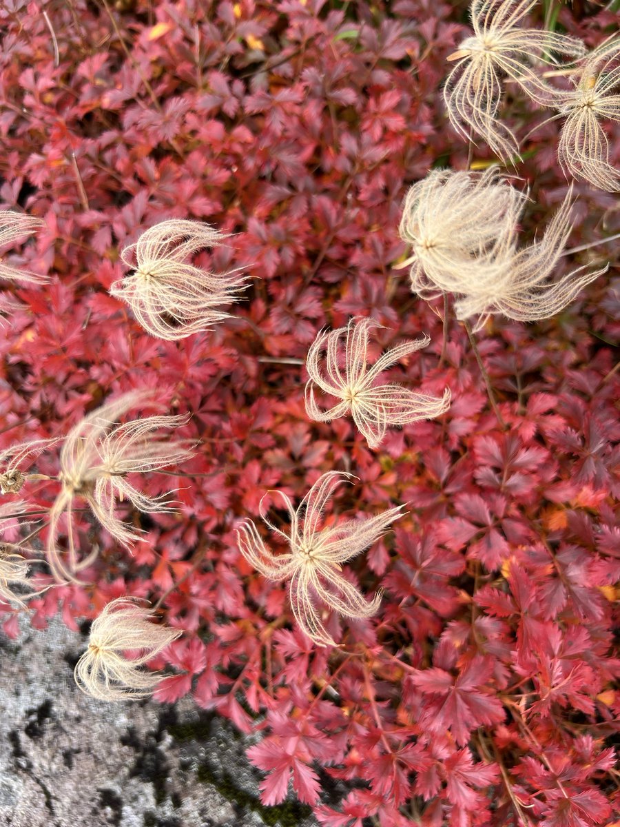 s_walker38k's tweet photo. まさかの登山日和だった。草紅葉が綺麗。 https://t.co/ZmZBWbNAgX