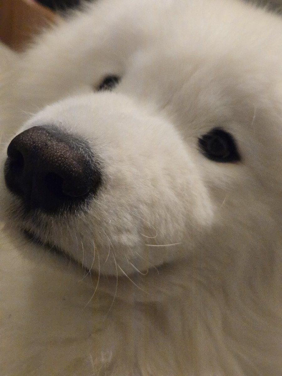 setox8's tweet photo. ねますよ https://t.co/Brq5kRdcXe