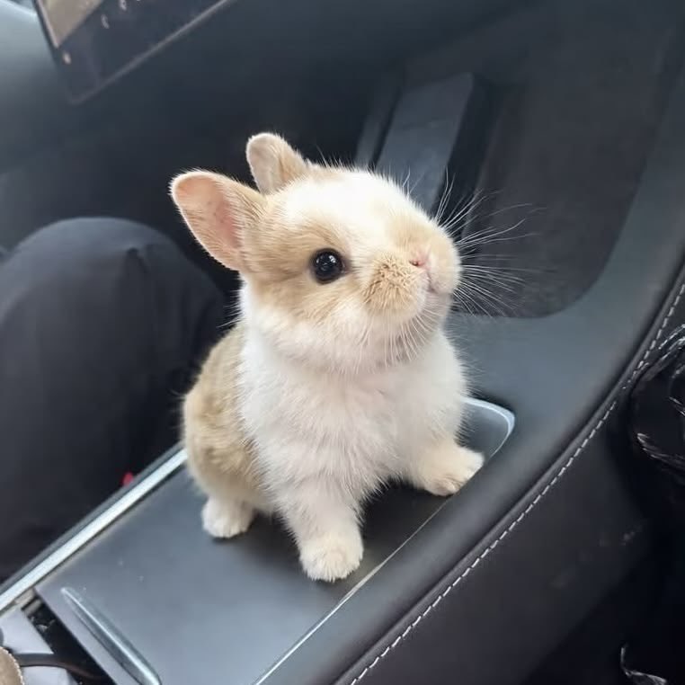 flutterbunbun's tweet photo. https://t.co/GnHSISE6Nh