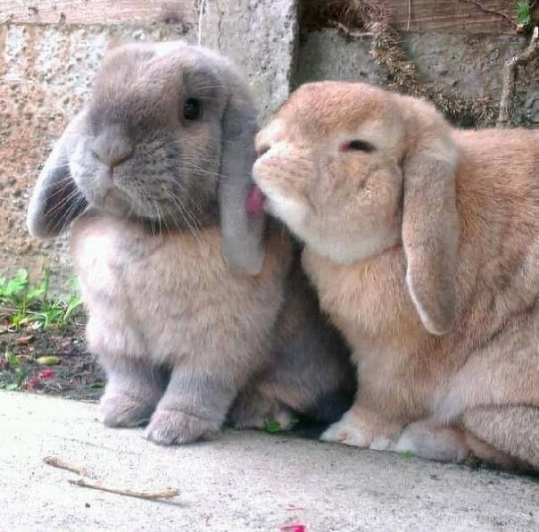 flutterbunbun's tweet photo. https://t.co/k83T33oiFS