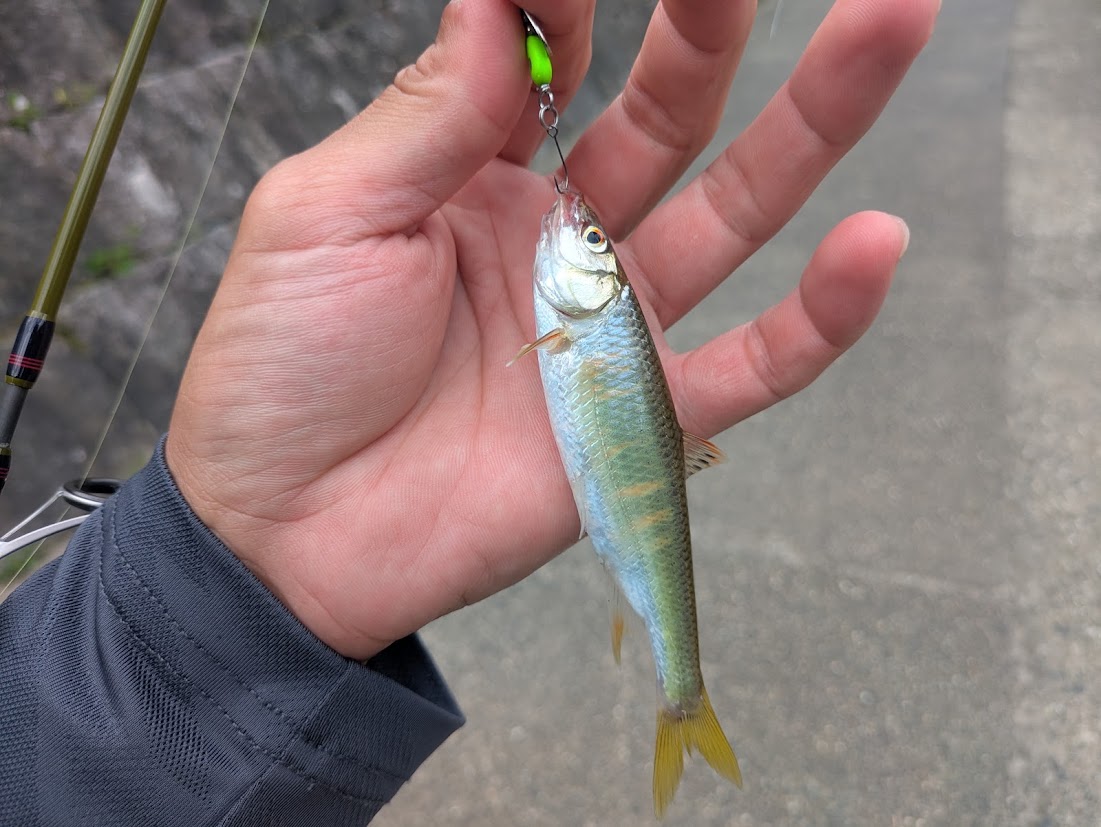 garkun484's tweet photo. 小学生のころ、父親にもらった延べ竿を息子に譲った。
息子は今、あのころの僕と同じように近所の小川の雑魚釣りにドハマり中。しかも通ってるポイントまで同じなのが、なかなかエモい。
先日、一緒に釣りしてきました。 https://t.co/cBDzGgO6WS