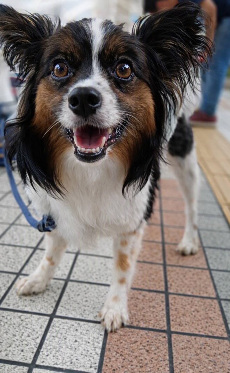 JCDLkawashima's tweet photo. 参加メンバー
🐕犬🐕
・紀州犬MIXのアロー　１１歳　♀
・ゴールデンレトリバーのジョウ　１歳♂
・トイプードルのアメ　１歳　♀
・パピヨンのコロ　５歳　♂
#JCDL https://t.co/pUI71VdrRW