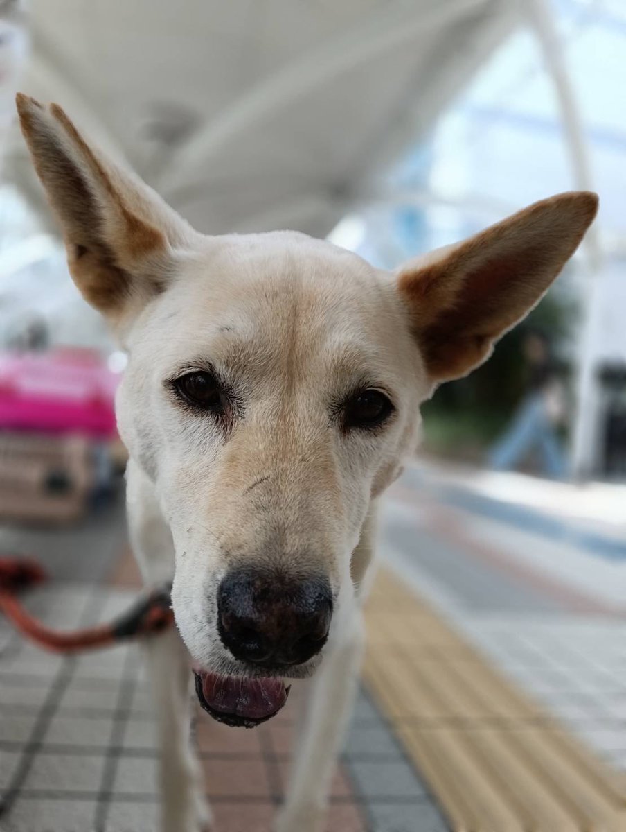 JCDLkawashima's tweet photo. 参加メンバー
🐕犬🐕
・紀州犬MIXのアロー　１１歳　♀
・ゴールデンレトリバーのジョウ　１歳♂
・トイプードルのアメ　１歳　♀
・パピヨンのコロ　５歳　♂
#JCDL https://t.co/pUI71VdrRW