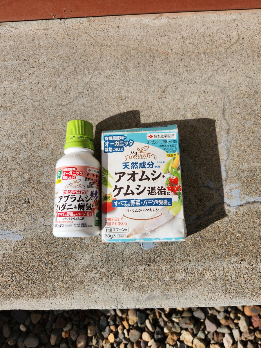 teruPococha's tweet photo. #家庭菜園
 #成長の記録
大根が窮屈そうなので不織布をとりました。😊
取って1時間余りさっそく🦋が飛んできました😅
来週から収穫できそうです😋 https://t.co/aXmpyncjHg