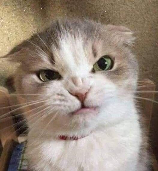 whiterosesjjh's tweet photo. 😼🤏🏻 https://t.co/1WLvM6RPSt