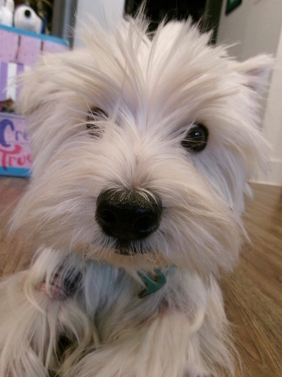 kinleywestie's tweet photo. #sundayselfie time! https://t.co/chLDrCWf1S https://t.co/e8fCObCgRk