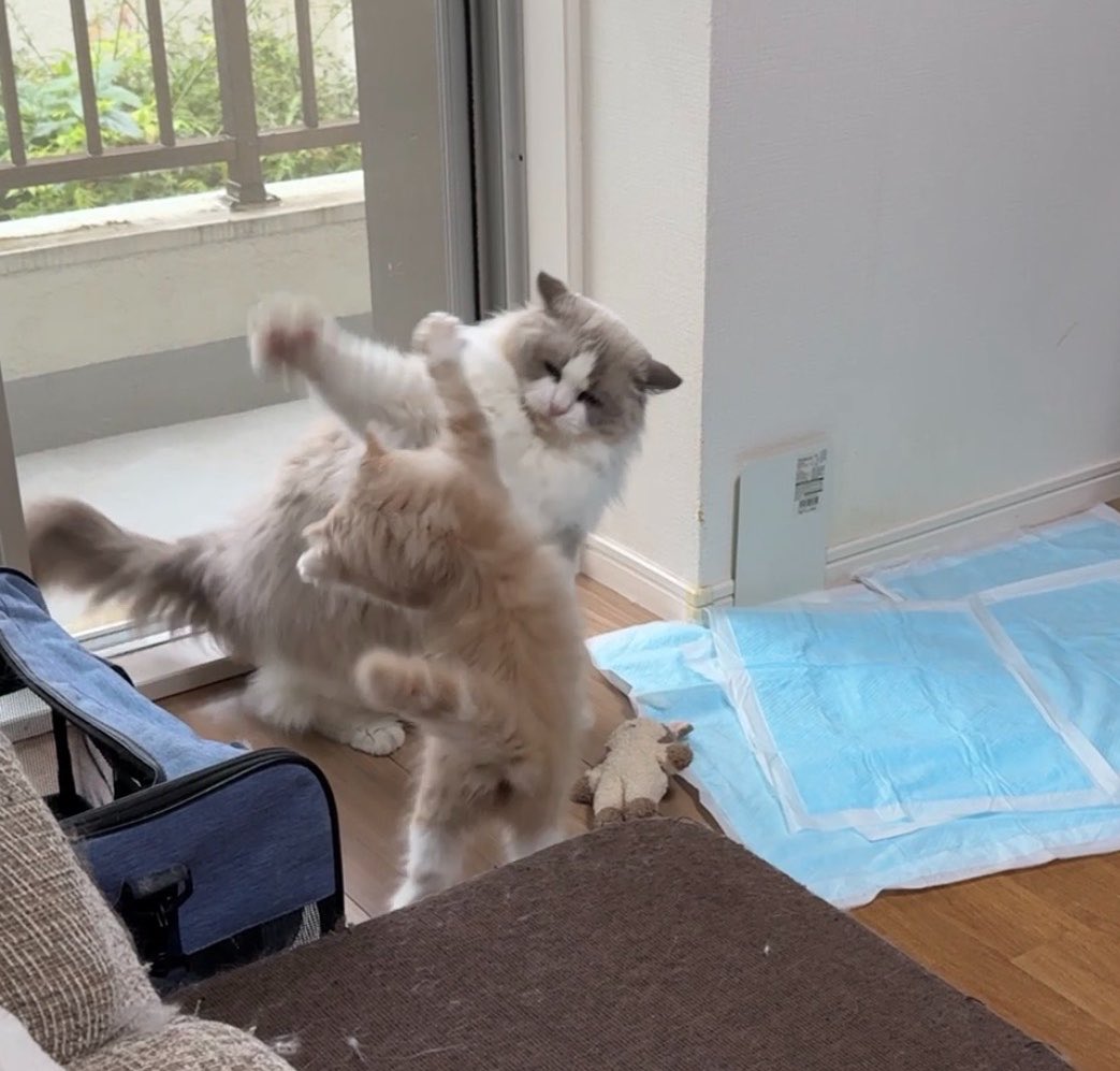 shibane_fl's tweet photo. 体格差なんてかんけーねー🐈🐈 https://t.co/ZkRdGKirWY