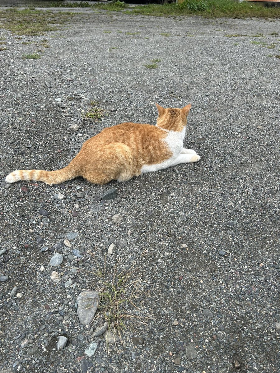 bomb_1192's tweet photo. ノーザンレイク牧場に来ました！
小蝿が多く背中を掻いてもらってるドトウ
見学者の背中に乗っていたメト（一眼レフで撮ったので後で）
また来ます！ https://t.co/se2gAGtnNJ